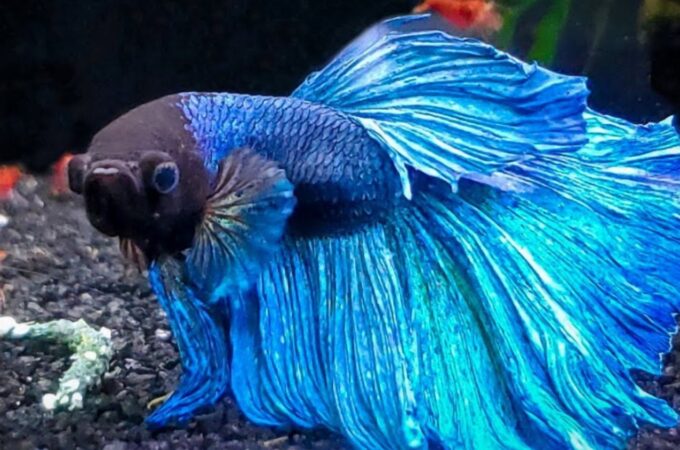 Can A Male And Female Betta Fish Live Together?