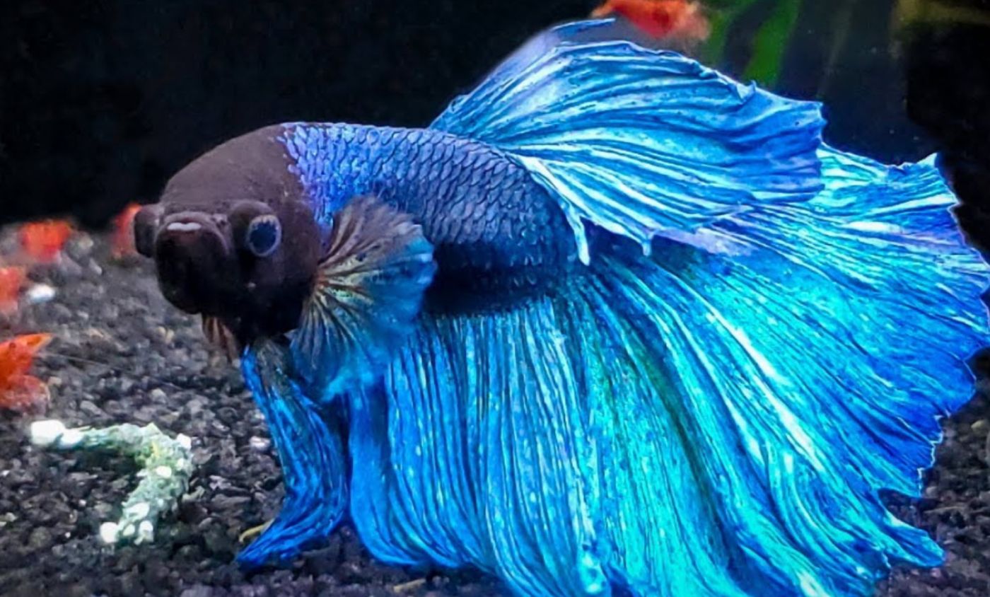 Can A Male And Female Betta Fish Live Together?